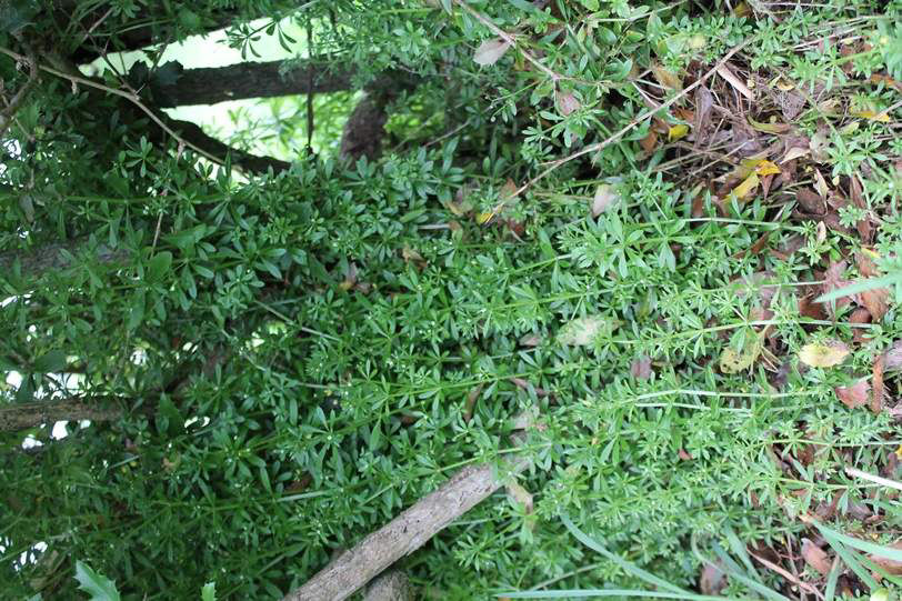 Cleavers